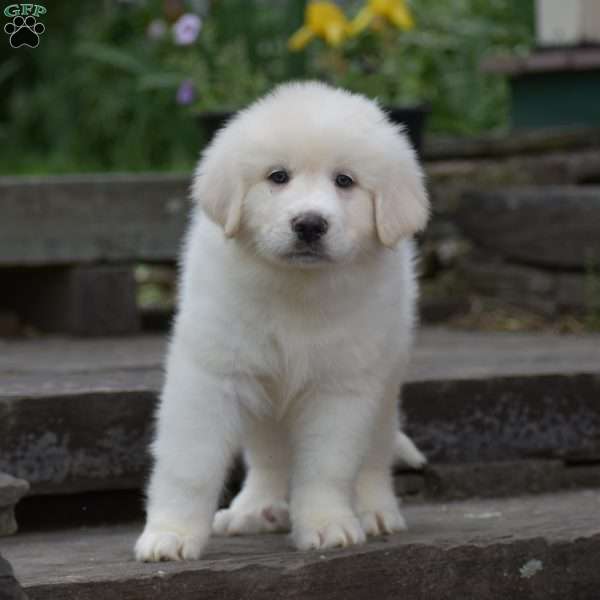 Whitlock, Great Pyrenees Puppy